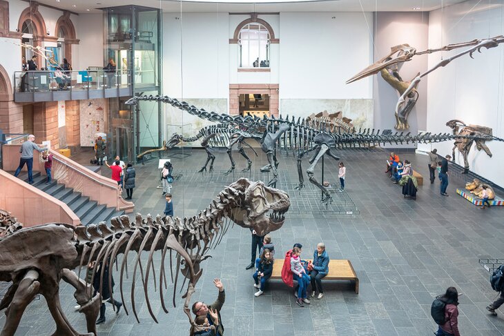 Senckenberg Natural History Museum