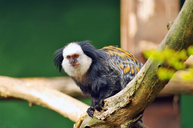 White-headed marmoset at the Heidelberg Zoo