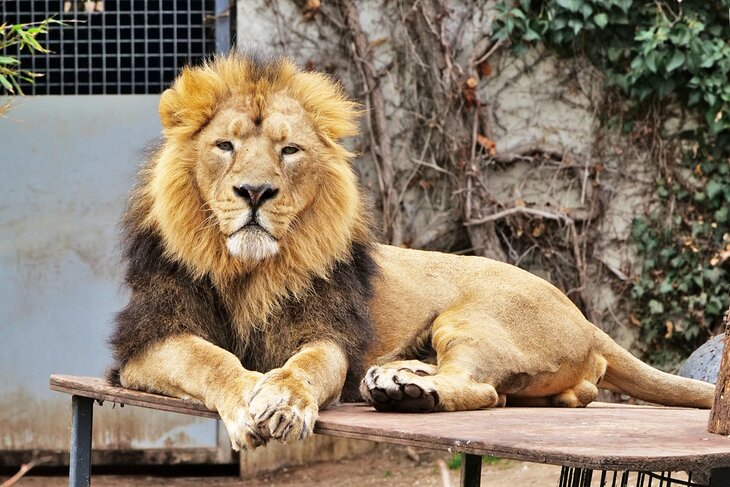 Asiatic Lion at the Wilhelma Zoological and Botanic Garden