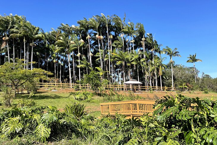 Umauma Falls