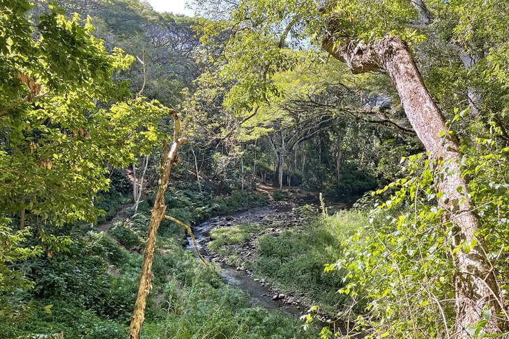 Ho'opi'i Falls Hike