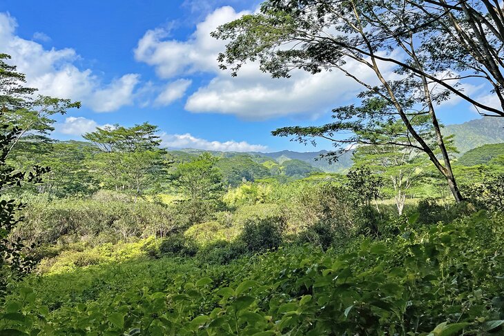 Kuilau Ridge Trail