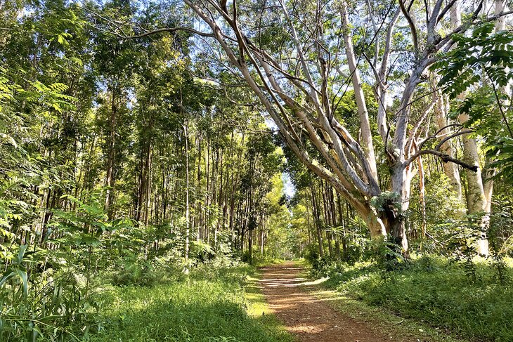 Wai Koa Loop Trail