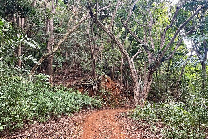 Wyllie Beach Trail