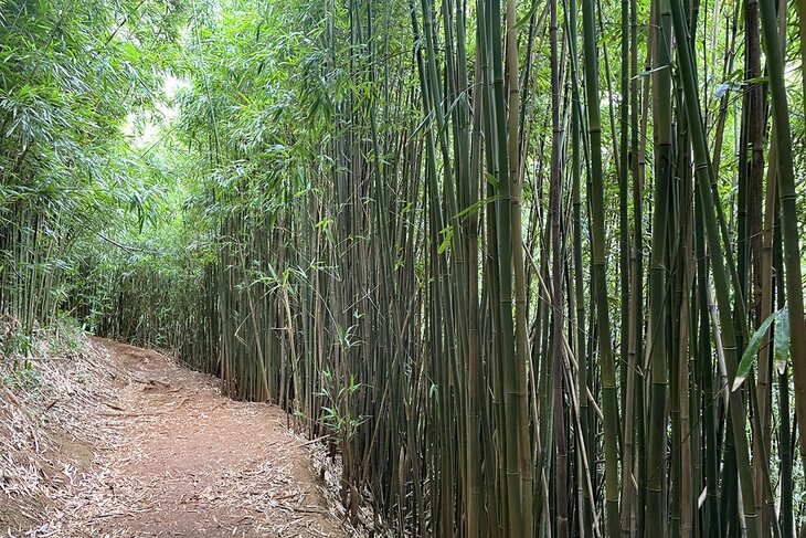 Aihualama Trail