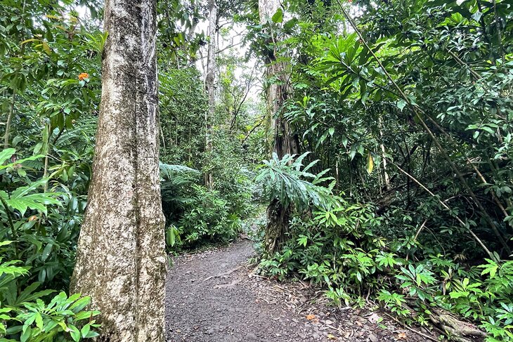 Manoa Falls Trail