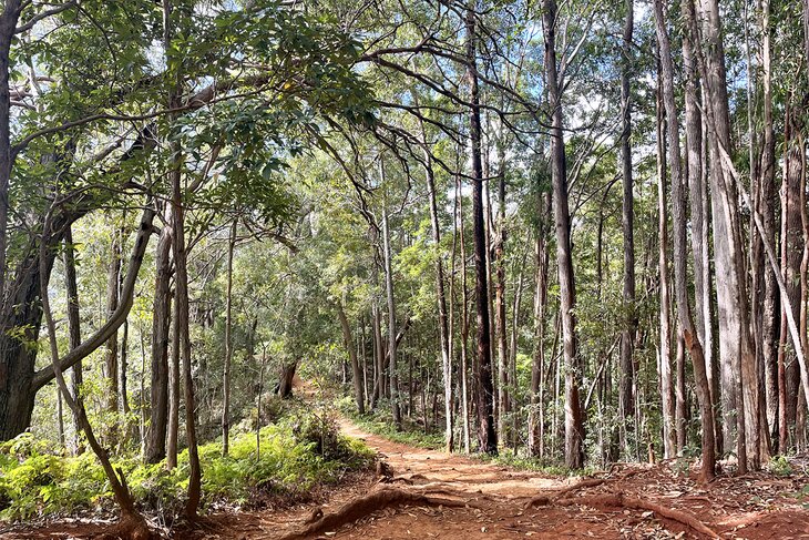 Waimano Falls Trail