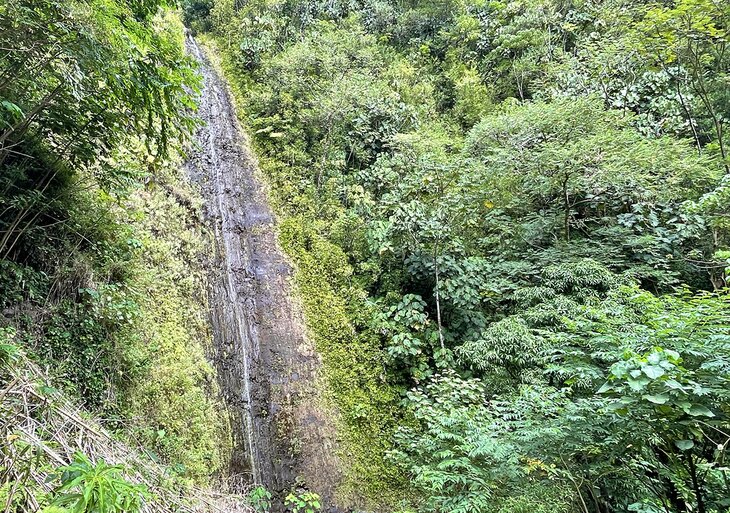 Manoa Falls