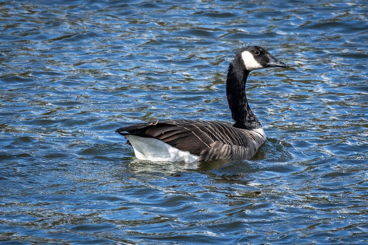 Canadian Goose at DeSota Lake