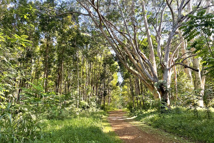 Wai Koa Loop hiking trail