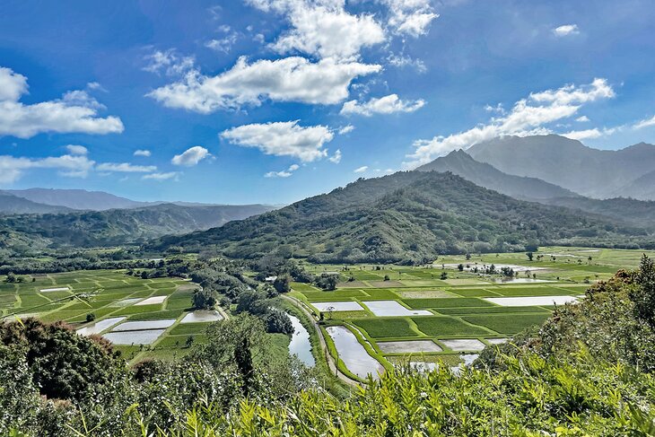 View of taro fields and Hanalei Valley from Hanalei Valley Lookout