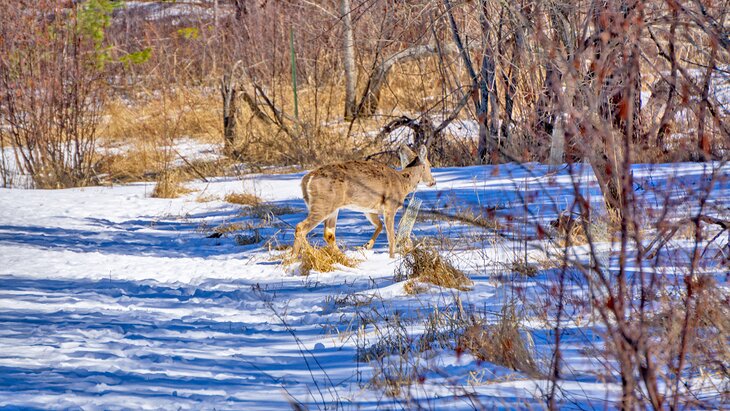 Deer at Hartley Nature Center