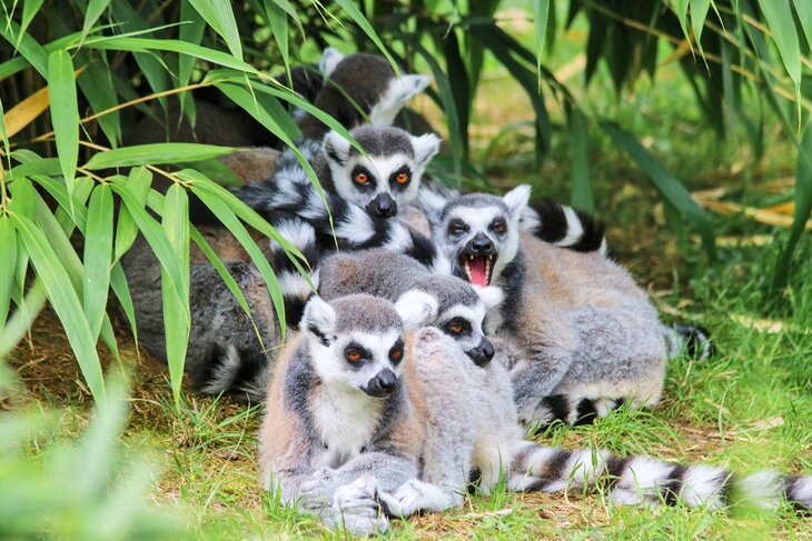 Lemurs at the Dierenrijk Zoo