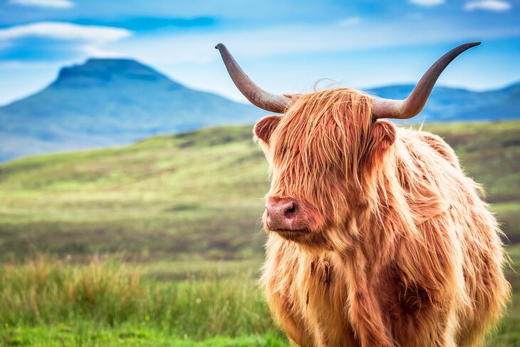 Highland cow on the Isle of Skye, Scotland