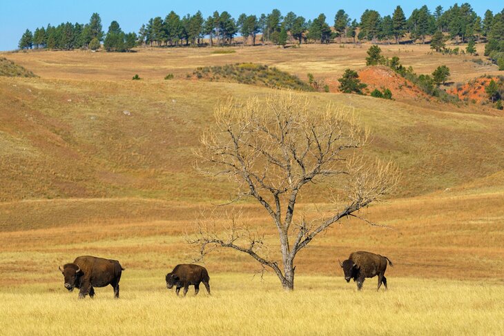 Bison in Wind Cave National Park