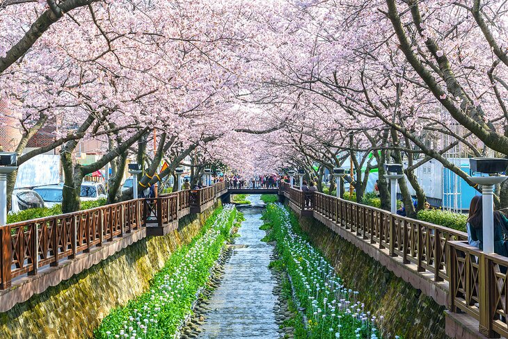 Jinhae Cherry Blossom Festival