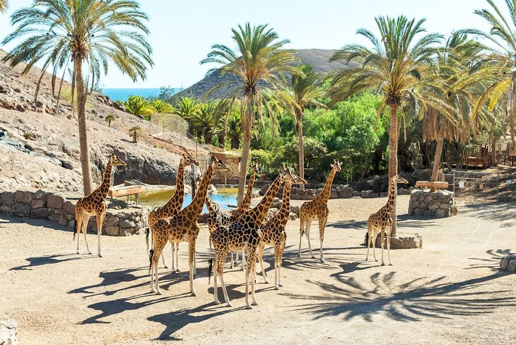 Giraffes at the Oasis Wildlife Park in Fuerteventura