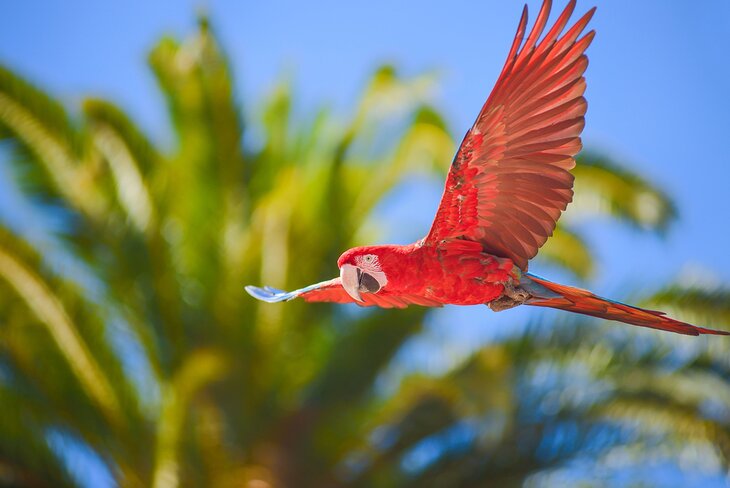 Macaw in a live bird show at Palmitos Park, Gran Canaria