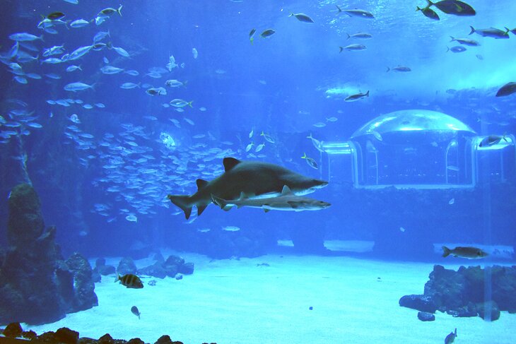 Poema del Mar Aquarium