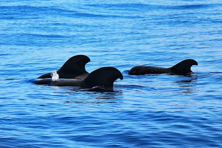 Pilot whales off Tenerife