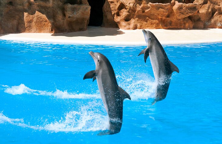 Dolphins at Loro Parque