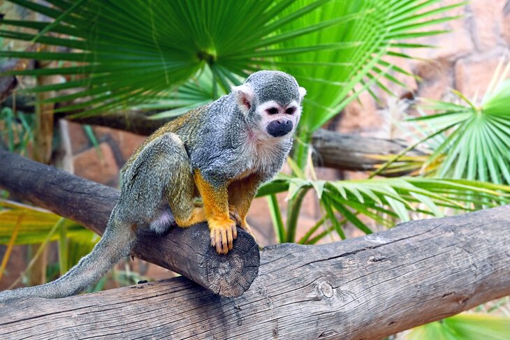 Squirrel monkey at Monkey Park