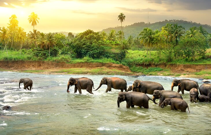 Elephants in a river in Sri Lanka