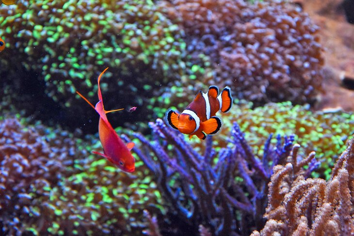 Clownfish at the Universeum