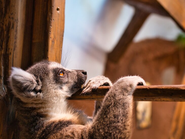 Lemur lounging at Tropikariet