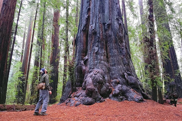 Humboldt Redwoods State Park