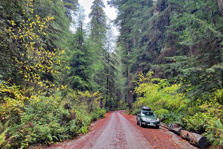 Jebediah Smith Redwoods State Park 