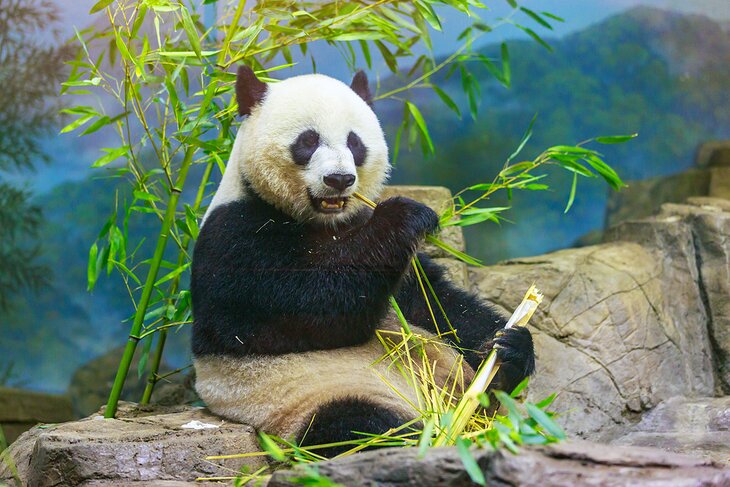 Giant panda at the National Zoo