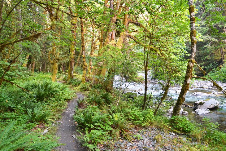 Quinault Rain Forest