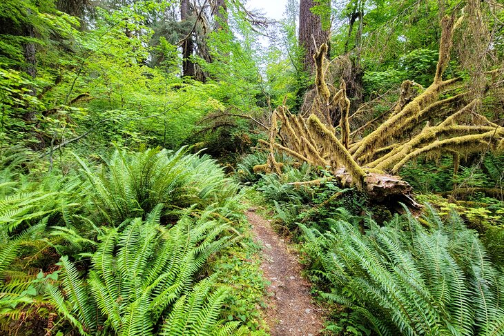 Hoh Rain Forest