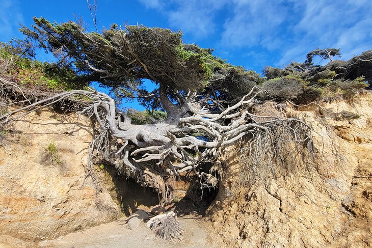 Tree of Life, Kalaloch Beach