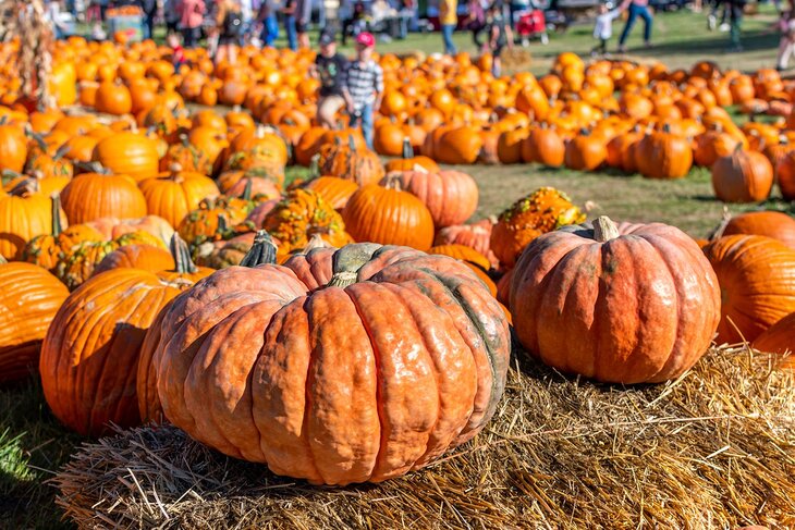 Pumpkins in Green Bluff