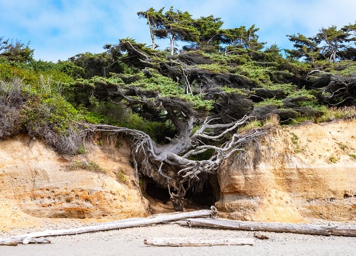 Tree of Life at Kalaloch Beach