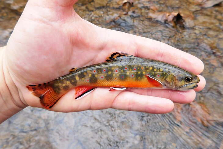 Native West Virginia brook trout