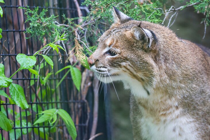 Bobcat at the Bay Beach Wildlife Sanctuary