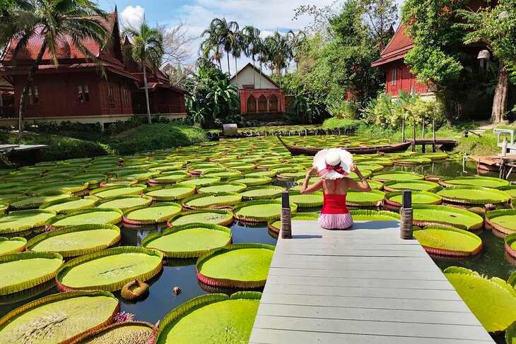 Woman sitting on a dock admiring Giant Lotus leafs in Phuket, Thailand