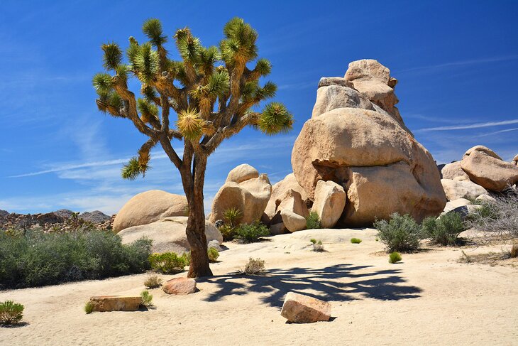 Joshua Tree National Park in California