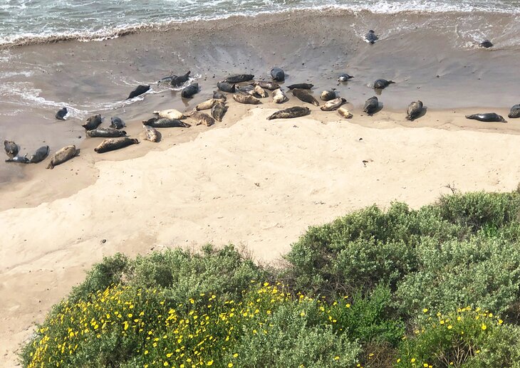 Carpinteria Harbor Seal Rookery