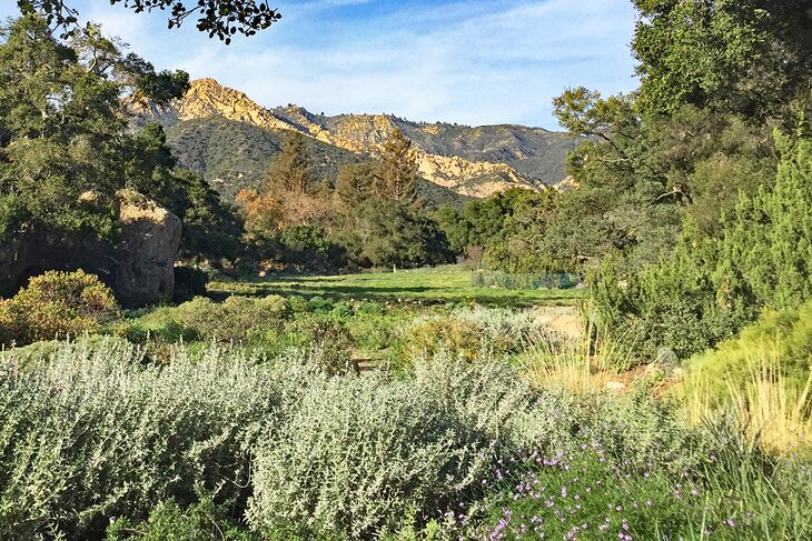 Meadow in the Santa Barbara Botanic Garden