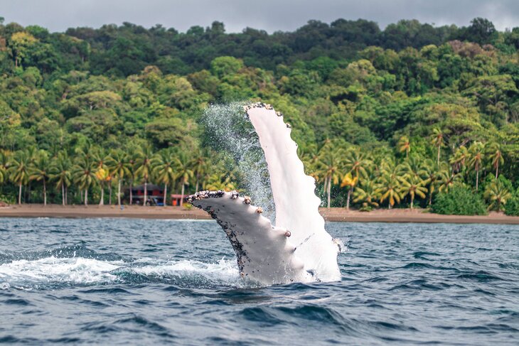 Whale off Nuqui