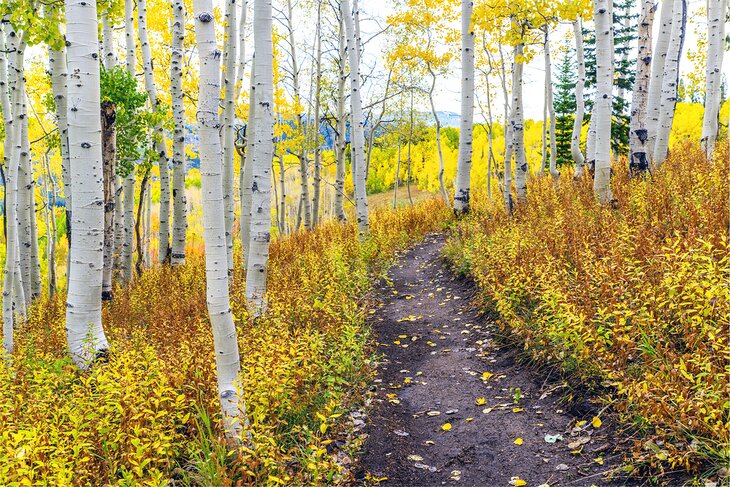 Hiking trail through an aspen grove in Routt National Forest near Steamboat Springs, Colorado
