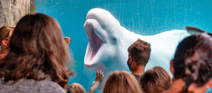 Beluga whale at the Mystic Aquarium