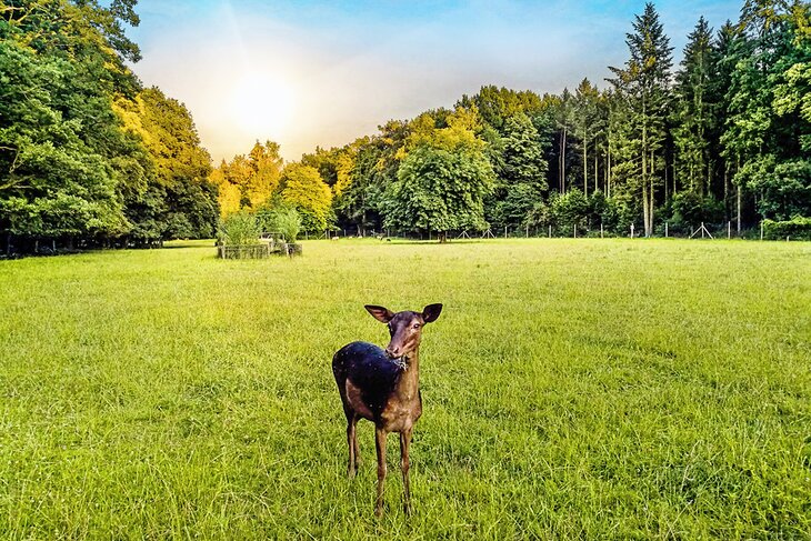 Deer in Waldau