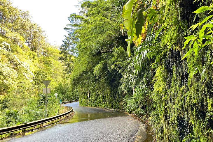 Lush vegetation along the road to Hana