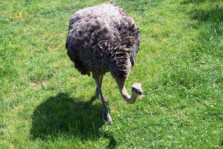 Ostrich at the Fort Wayne Children's Zoo