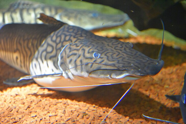 Catfish at the Dingle Oceanworld Aquarium
